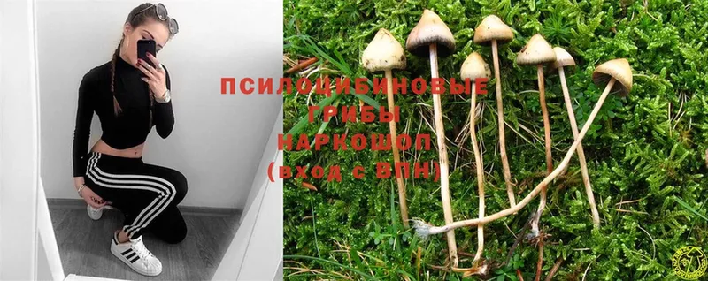 Галлюциногенные грибы Magic Shrooms  Валдай 